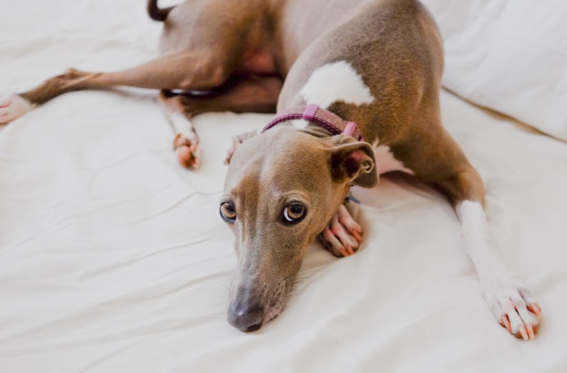 Despite their long legs, Italian Greyhounds are great lap pups if you want a cuddle buddy.