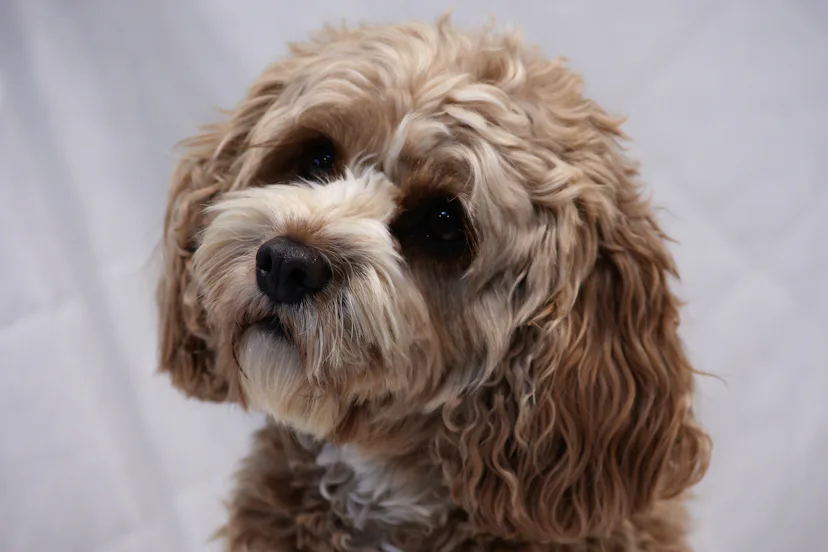 The 16 Best Dog Breeds To Adopt In Your 20s & 30s