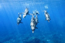 Seven dolphins swimming neat the bottom of an ocean