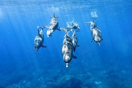 Seven dolphins swimming neat the bottom of an ocean