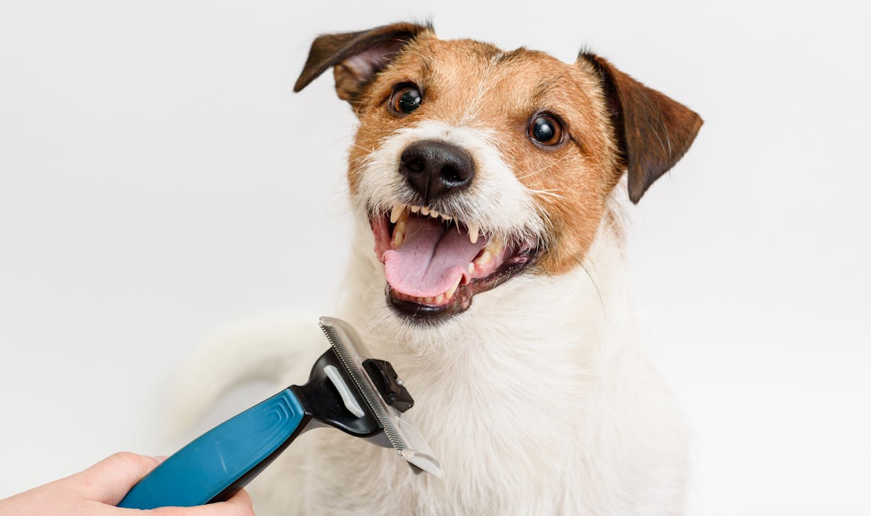 The 4 Best Dog Brushes For Shedding