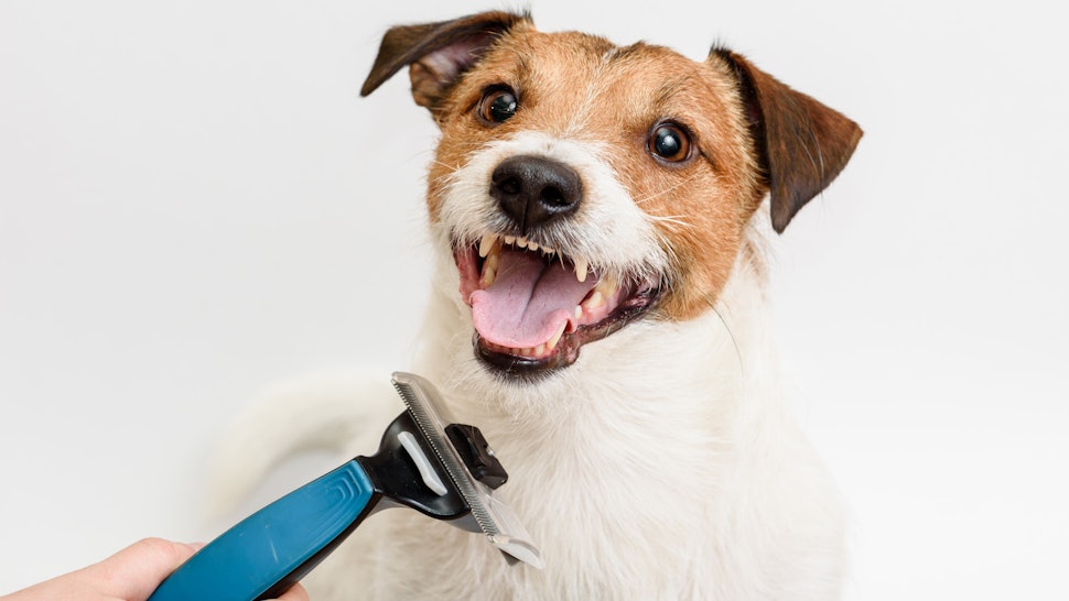 The 4 Best Dog Brushes For Shedding