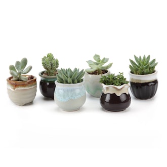 T4U 2.5 Inch Ceramic Succulent Pots (Pack of 6)