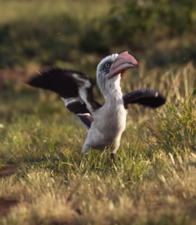 Bird Voiced By Rowan Atkinson In The Lion King The ‘Lion King’ Voice Cast Has Enough Stars To Take Over Pride Rock