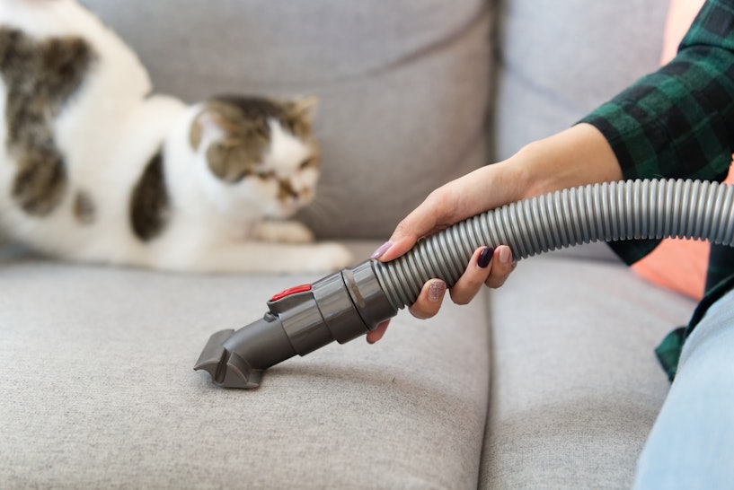 The 4 Best Cordless Vacuums For Pet Hair
