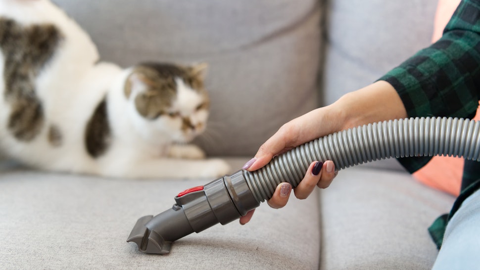 Best Cordless Vacuum 2024 For Pet Hair Stacy Elsinore Best Cordless Vacuum 2024 For Pet Hair Stacy Elsinore