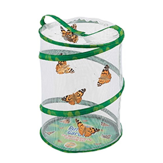 Butterfly Garden With Cup Of Caterpillars (4+)