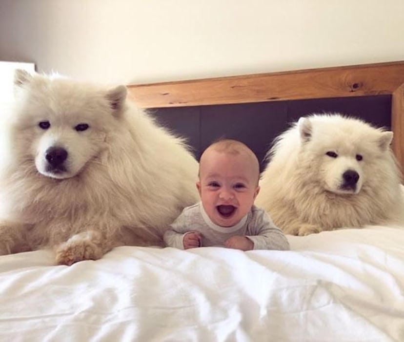baby in between two big dogs