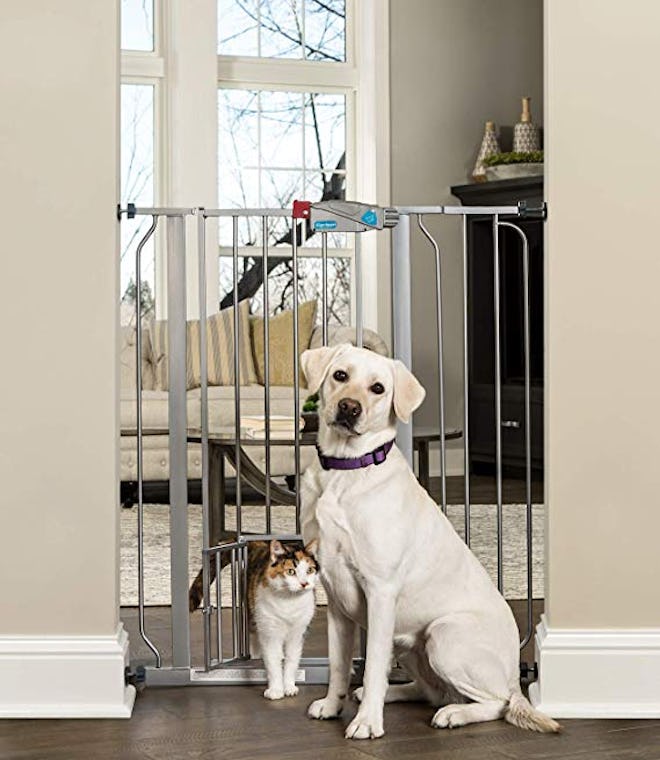 Carlson Extra Tall Walk Through Pet Gate with Small Pet Door