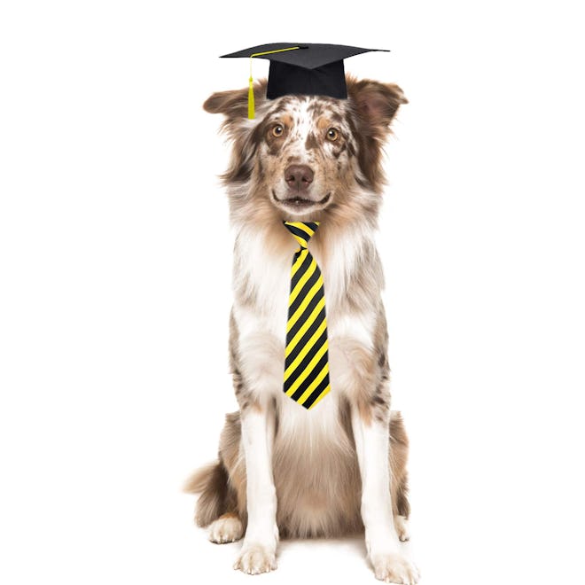 Trasen Pet Graduation Caps and Neck Tie