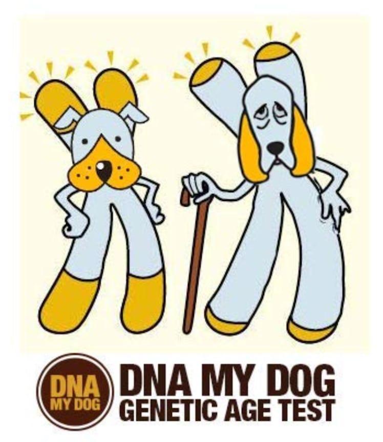 Canine Genetic Age Test DNA My Dog NEXTGEN
