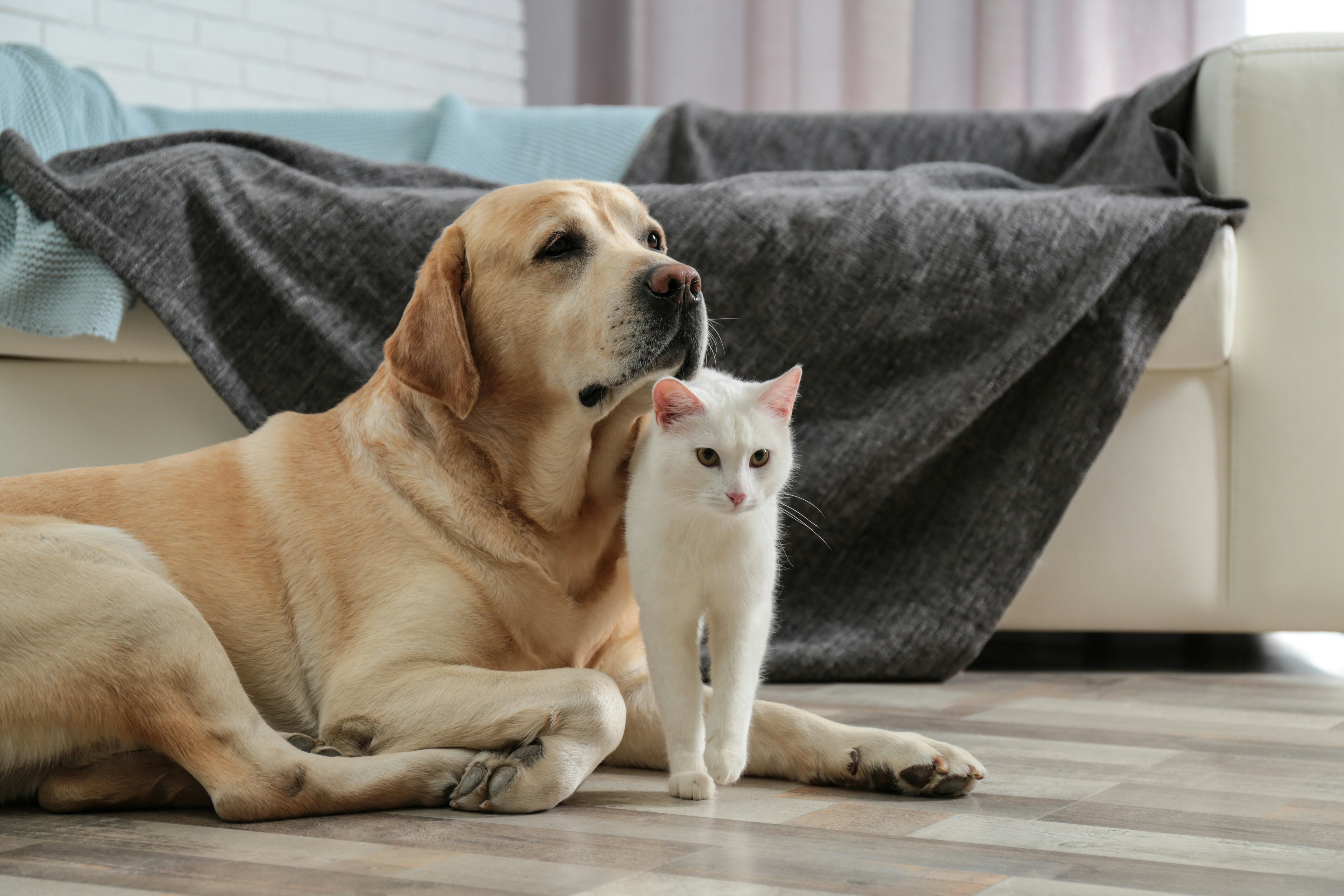 How To Help A Dog & Cat Get Along, According To Experts