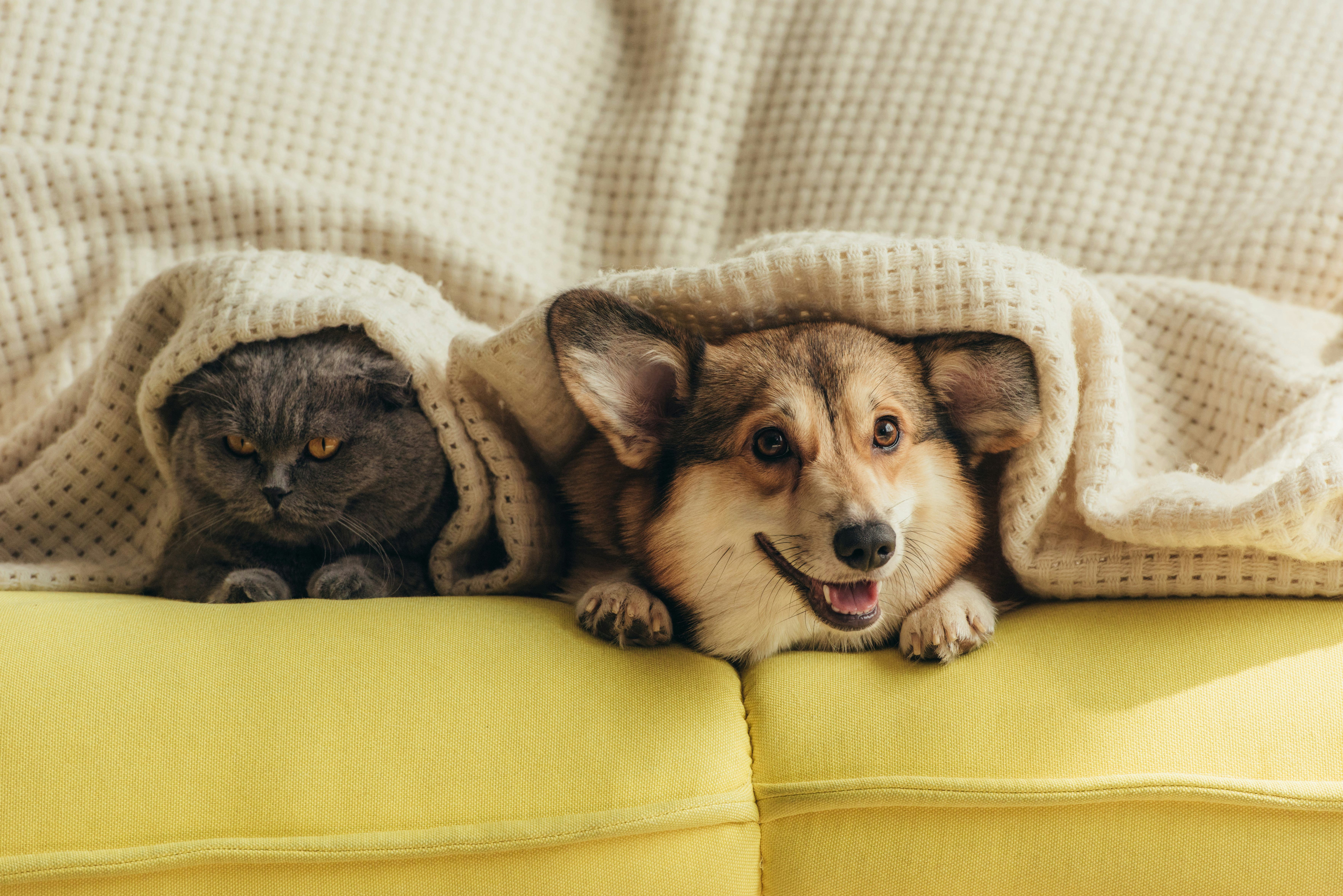 How To Help A Dog & Cat Get Along, According To Experts