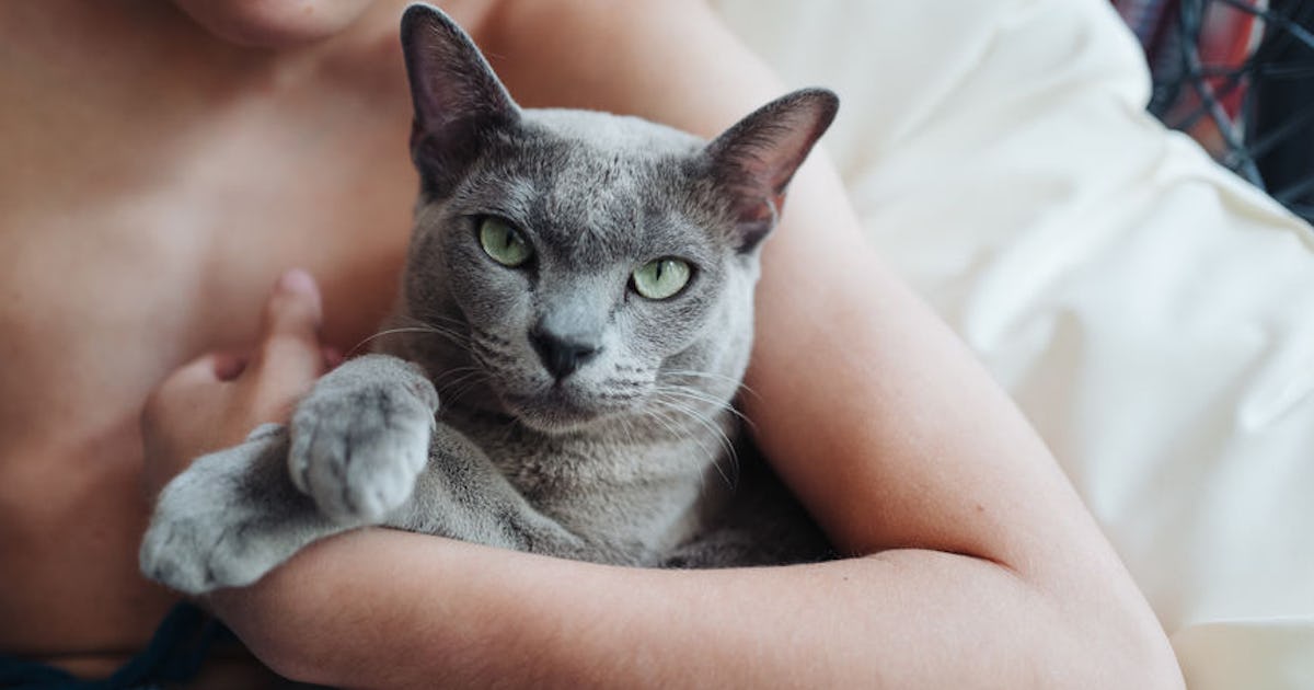 15 Cancer Cat Names For Your Moonstruck Kitty 15 Cancer Cat Names For Your Moonstruck Kitty