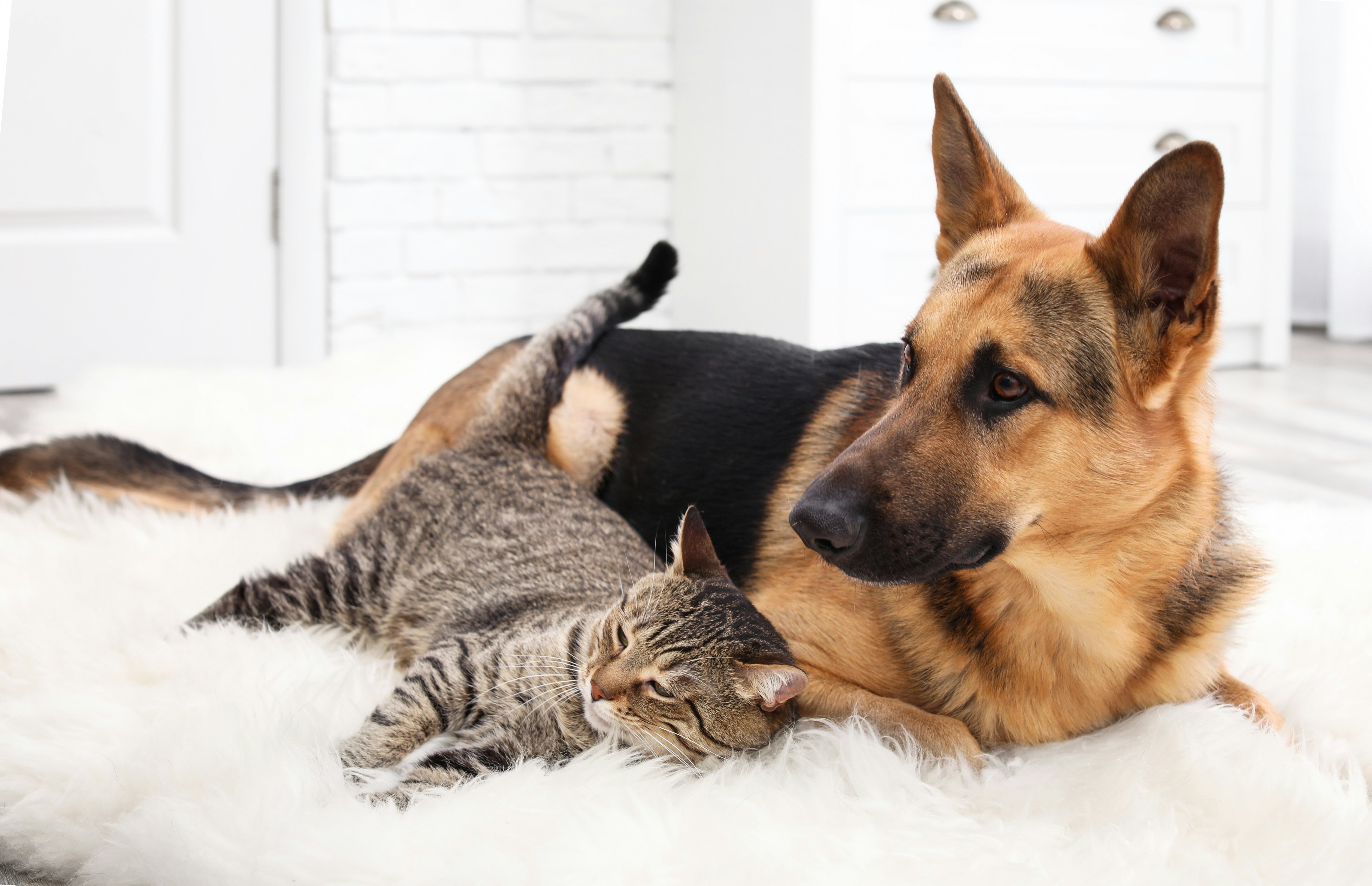 what type of dogs get along with cats