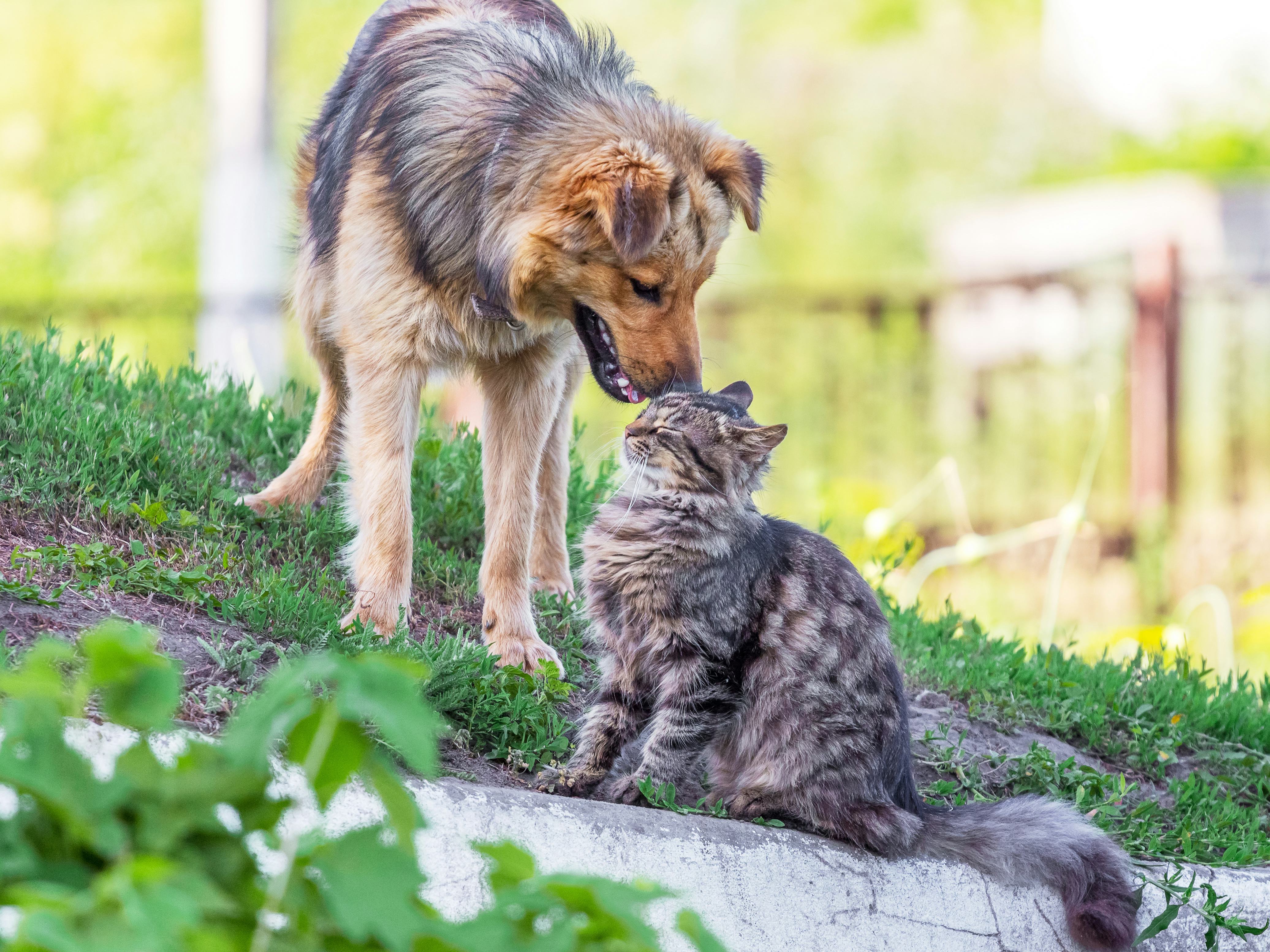 How To Help A Dog & Cat Get Along, According To Experts