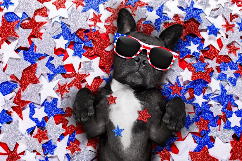 A dog wearing sunglasses while lying in a pile of stars in colors of the flag of the USA 