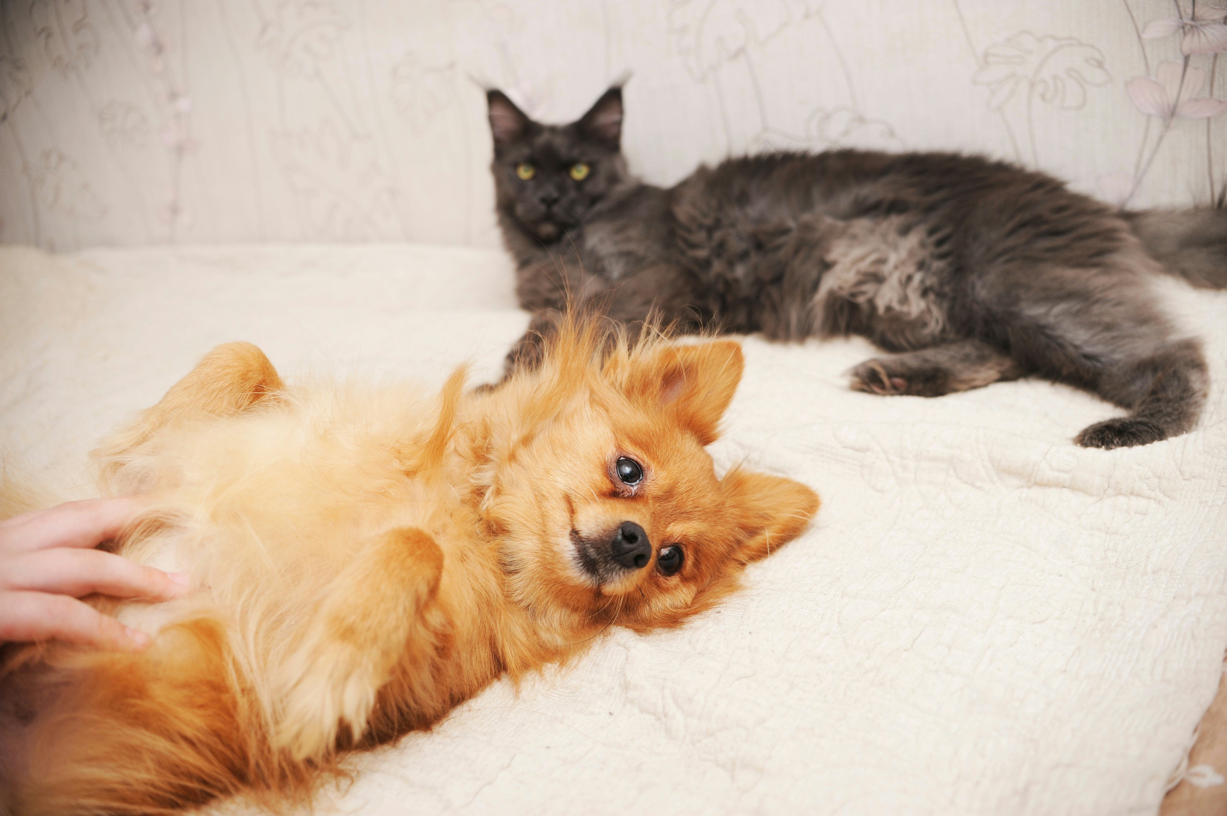 How To Help A Dog & Cat Get Along, According To Experts