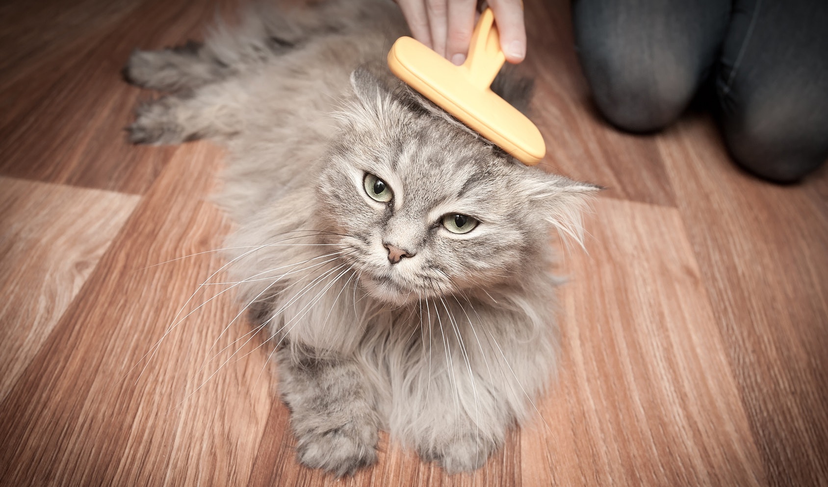 The 5 Best Brushes For Long Haired Cats