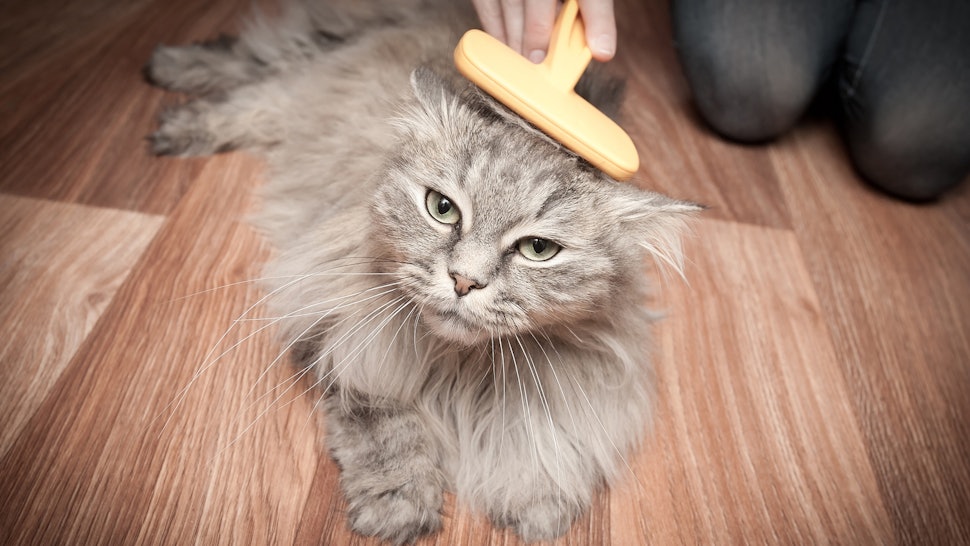 The 5 Best Brushes For Long Haired Cats