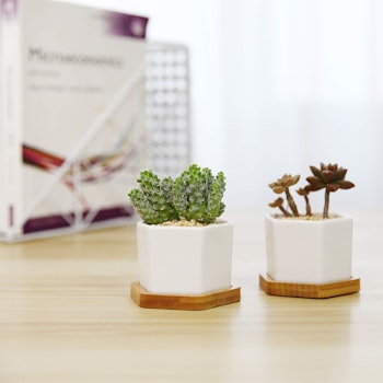 T4U Mini Ceramic Succulent Planters (Set of 2)