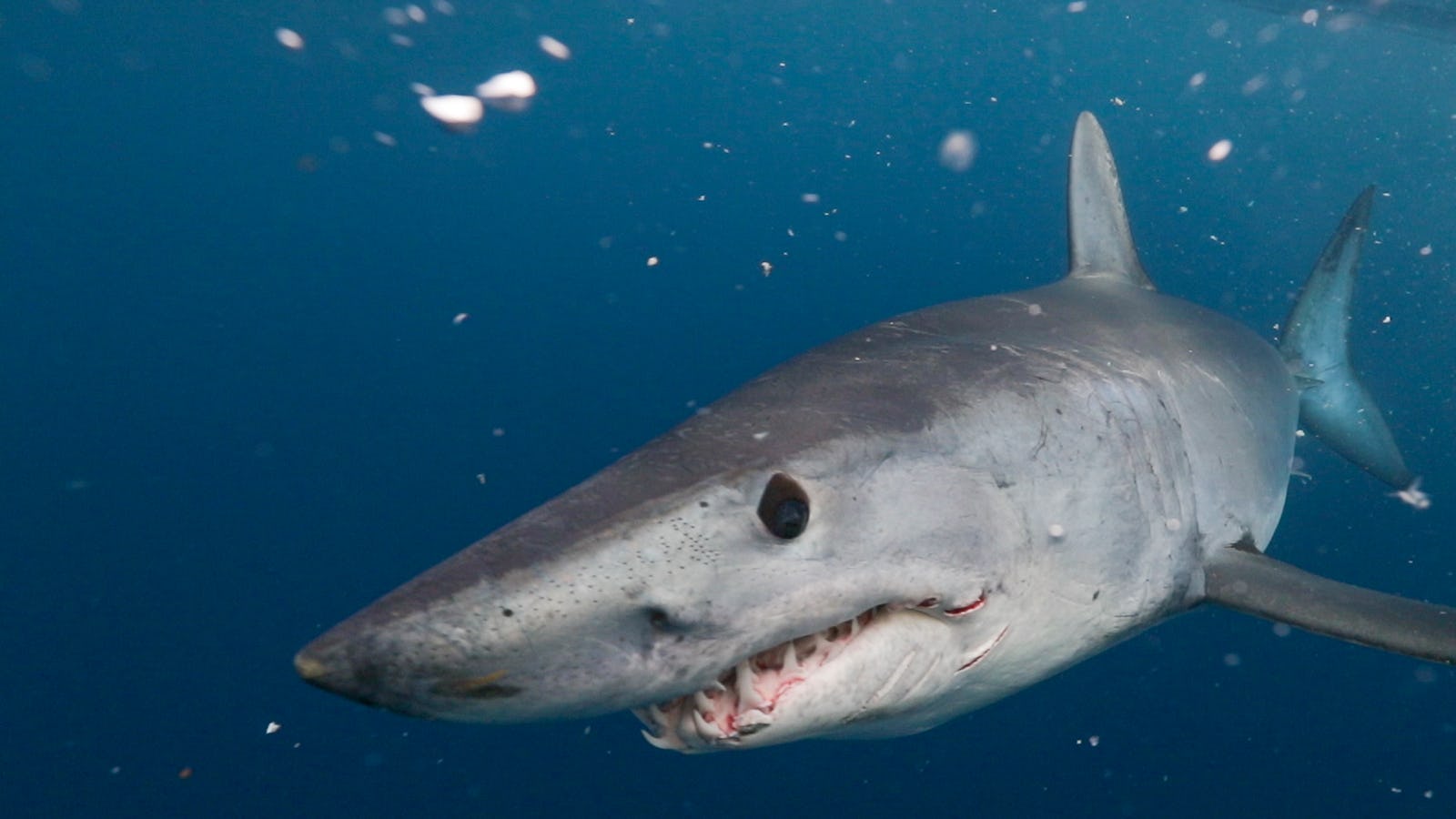 You Can Stream Shark Week 2019 Online For Free, Which Is Pretty "Fintastic"