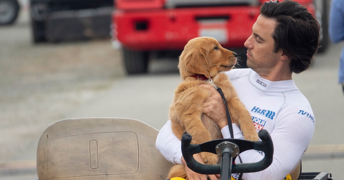 The Art Of Racing In The Rain Isn T A True Story But