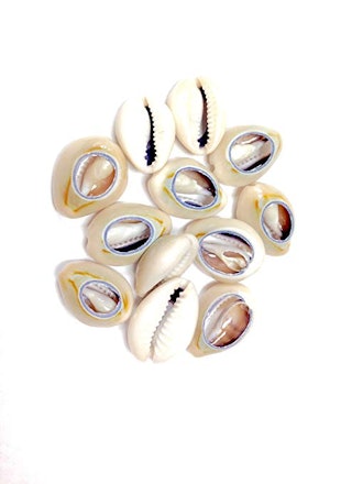 Cowrie Rasta Sea Shells 