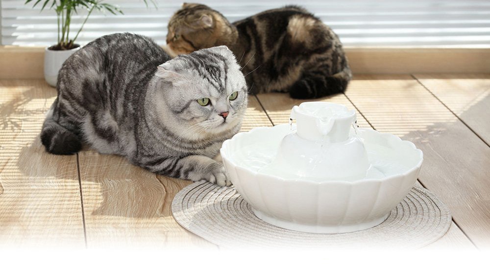 the best cat water fountain