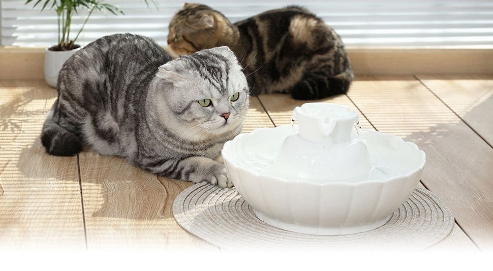 The 4 Best Cat Water Fountains