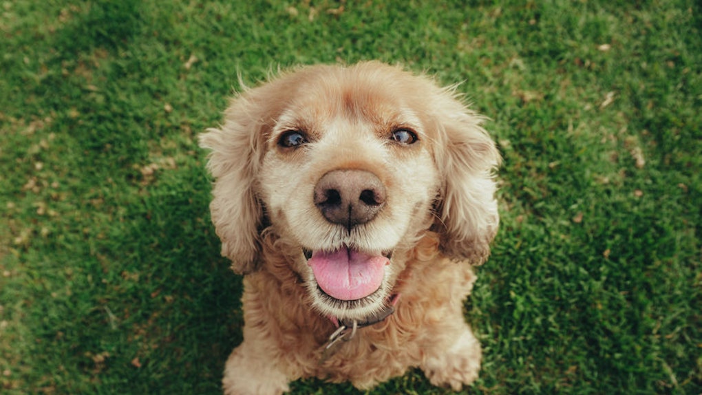 These Photos Of Dogs On National Mutt Day Will Give You All The Feels