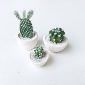 SURPRISE! Micro Mini Cactus And Micro Mini Handmade Ceramic Planter
