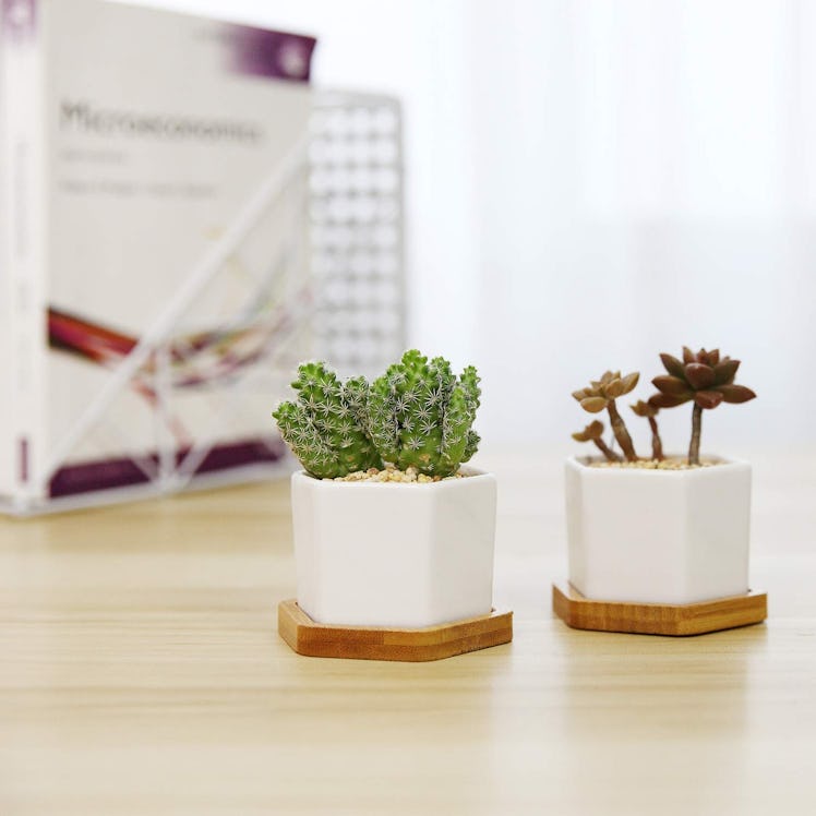 T4U Mini Ceramic Succulent Planters (Set of 2)