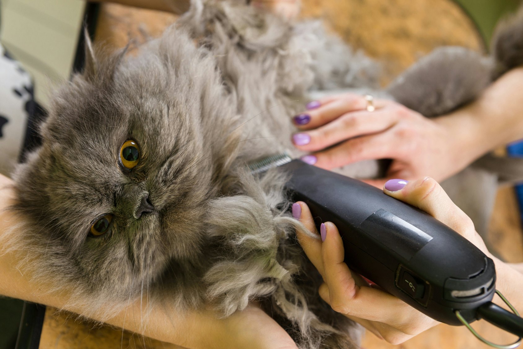 The 3 Best Clippers For Cats With Mats