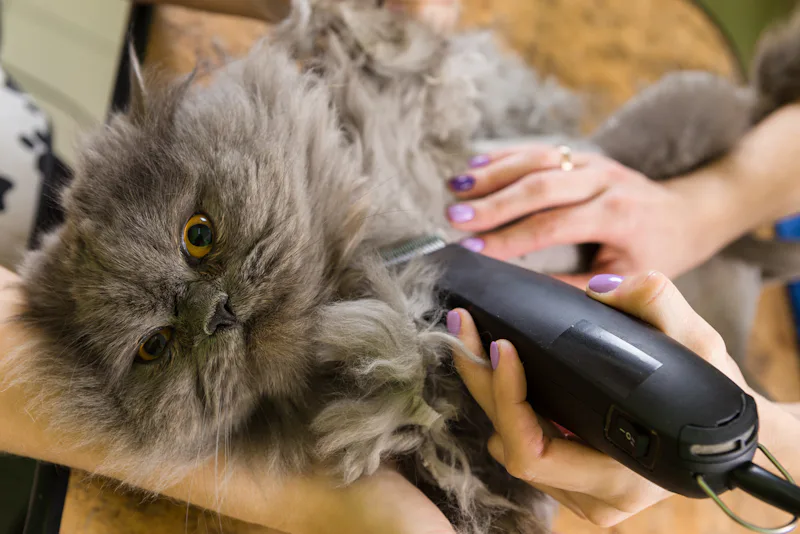 Fresh Look at The 3 Best Clippers For Cats With Mats