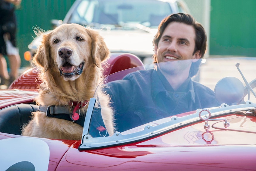 22 Movies About Dogs Like 'The Art Of Racing In The Rain' That'll Make