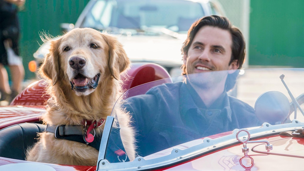 22 Movies About Dogs Like 'The Art Of Racing In The Rain' That'll Make