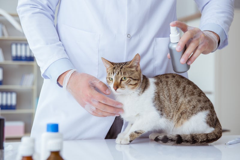 The 3 Best Waterless Cat Shampoos