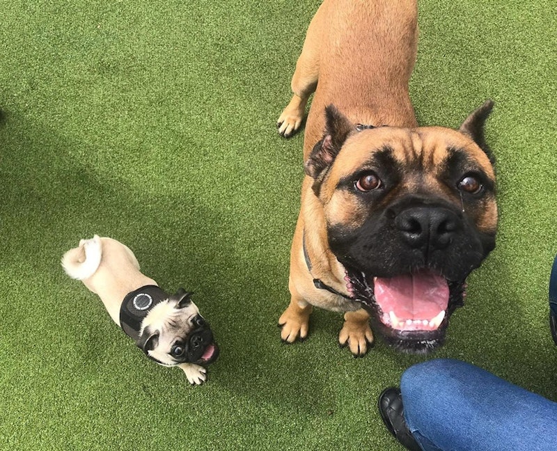 This Battersea Dog Has His Own Emotional Support Pug I Absolutely Cannot Handle It