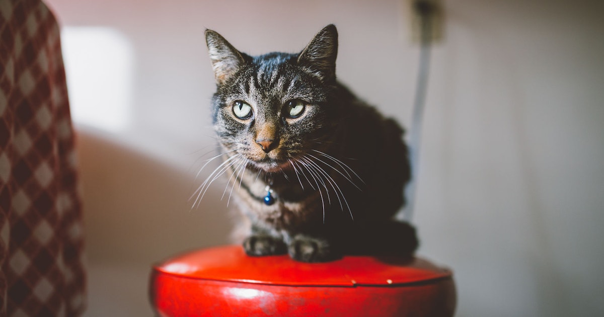 Is My Cat Happy Vets Break Down Their Most Telling Behaviors