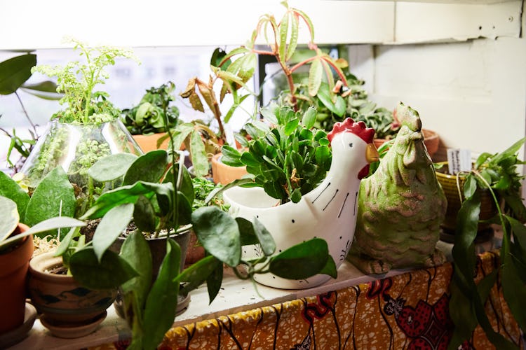 Summer Rayne Oakes' plants in hen and rooster-shaped planters