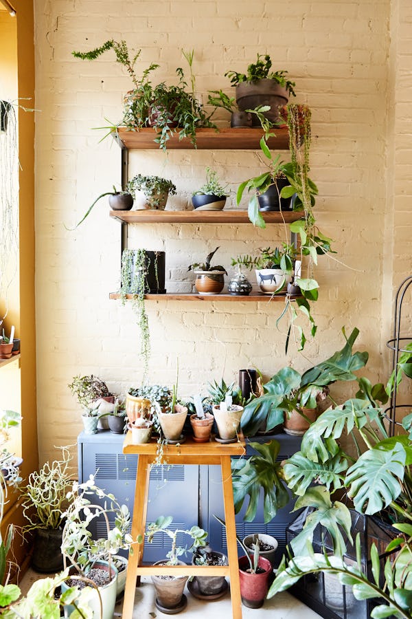 A bookshelf filled with plants in Summer Rayne Oakes' apartment