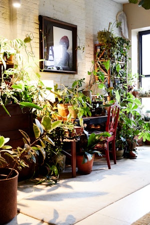 A corner in Summer Rayne Oakes' home decorated with an art photo and many plants.