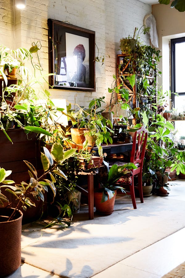 A corner in Summer Rayne Oakes' home decorated with an art photo and many plants.