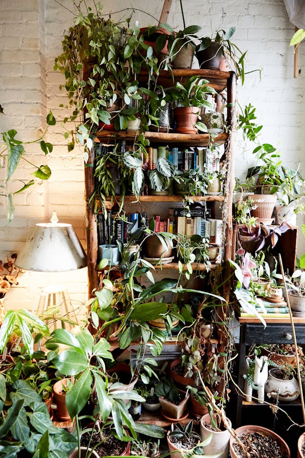 A wooden bookshelf filled with many planters