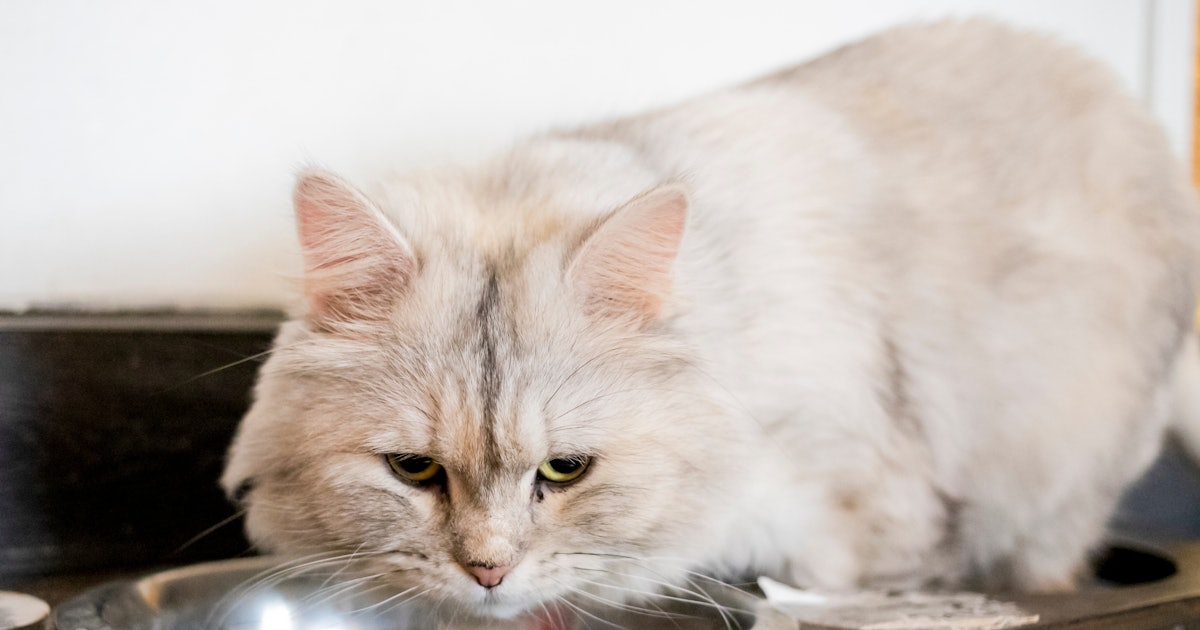 7 Signs Your Cat Is Overheated How To Help Them Cool Down