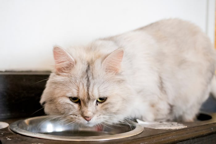 How to tell if your cat is overheated and needs help.