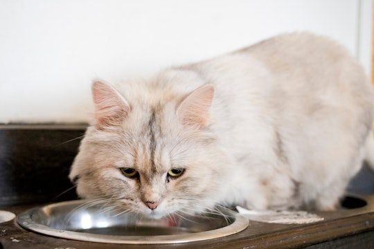 How to tell if your cat is overheated and needs help.