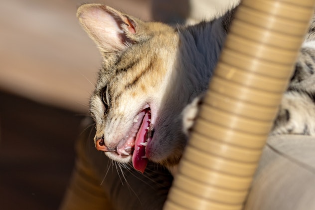 Signs Your Cat Is Overheated And How To Help Them Cool Down
