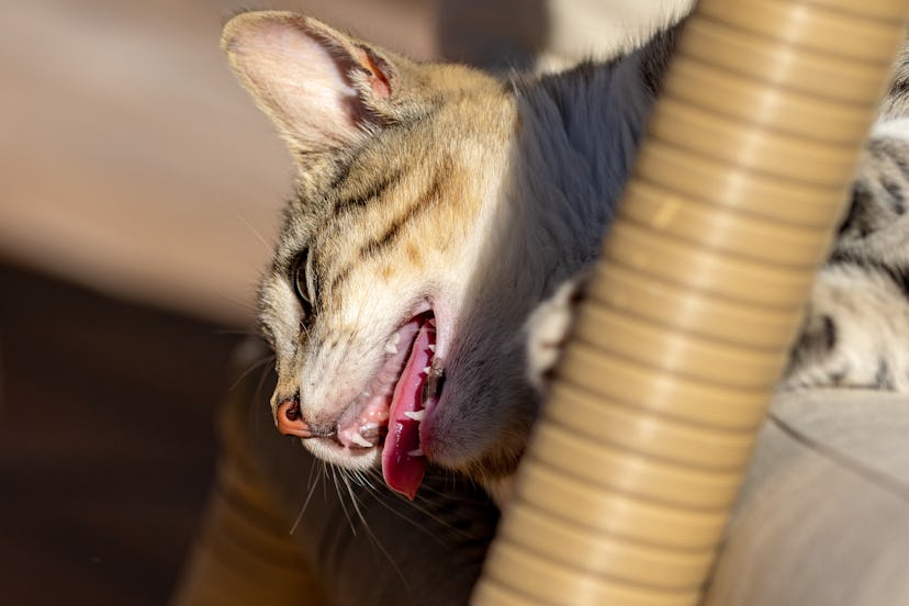 Panting is a sign of heat exhaustion in cats.